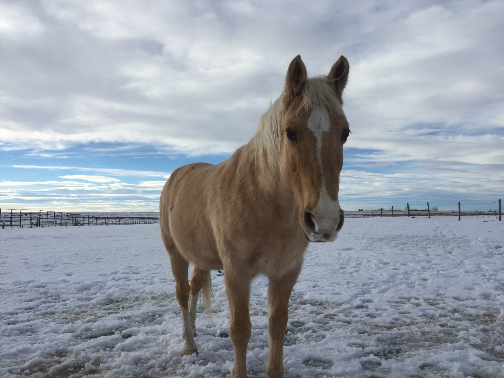 The Horse Speaks One Language