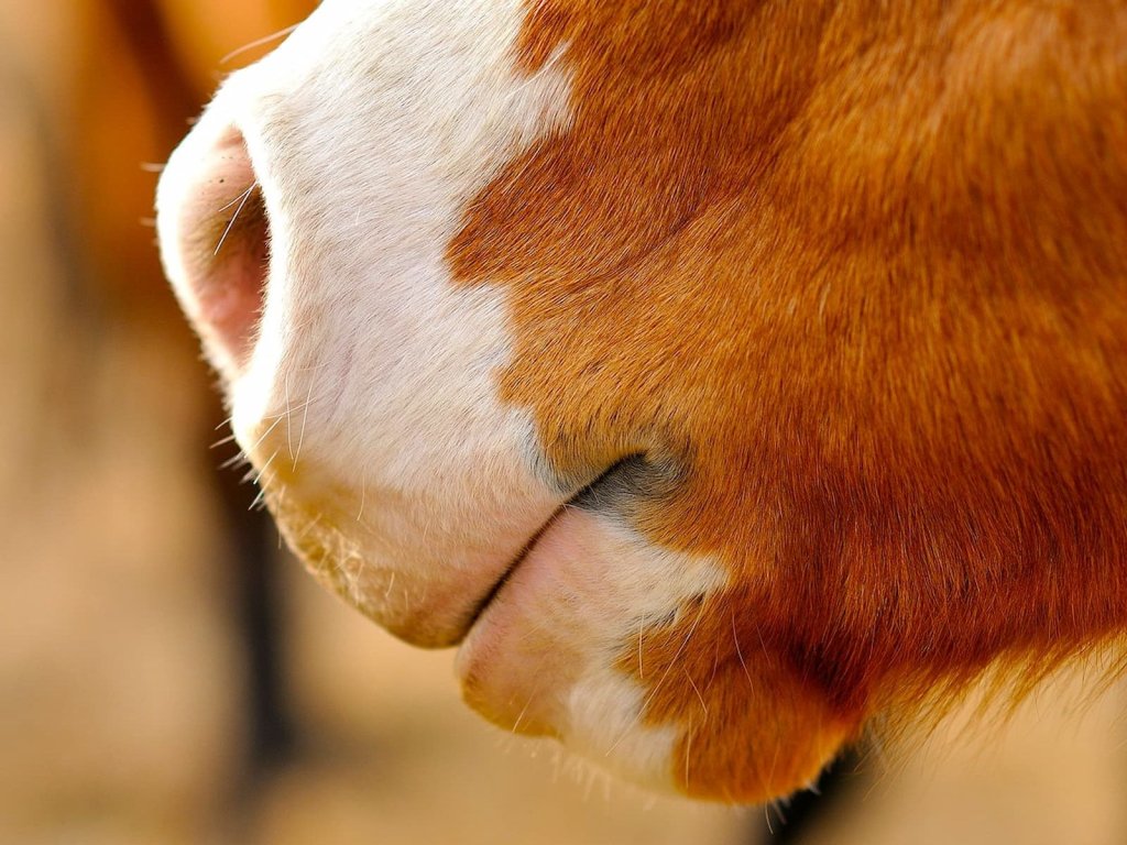 The Equine Connection Hard Truth Manifesto