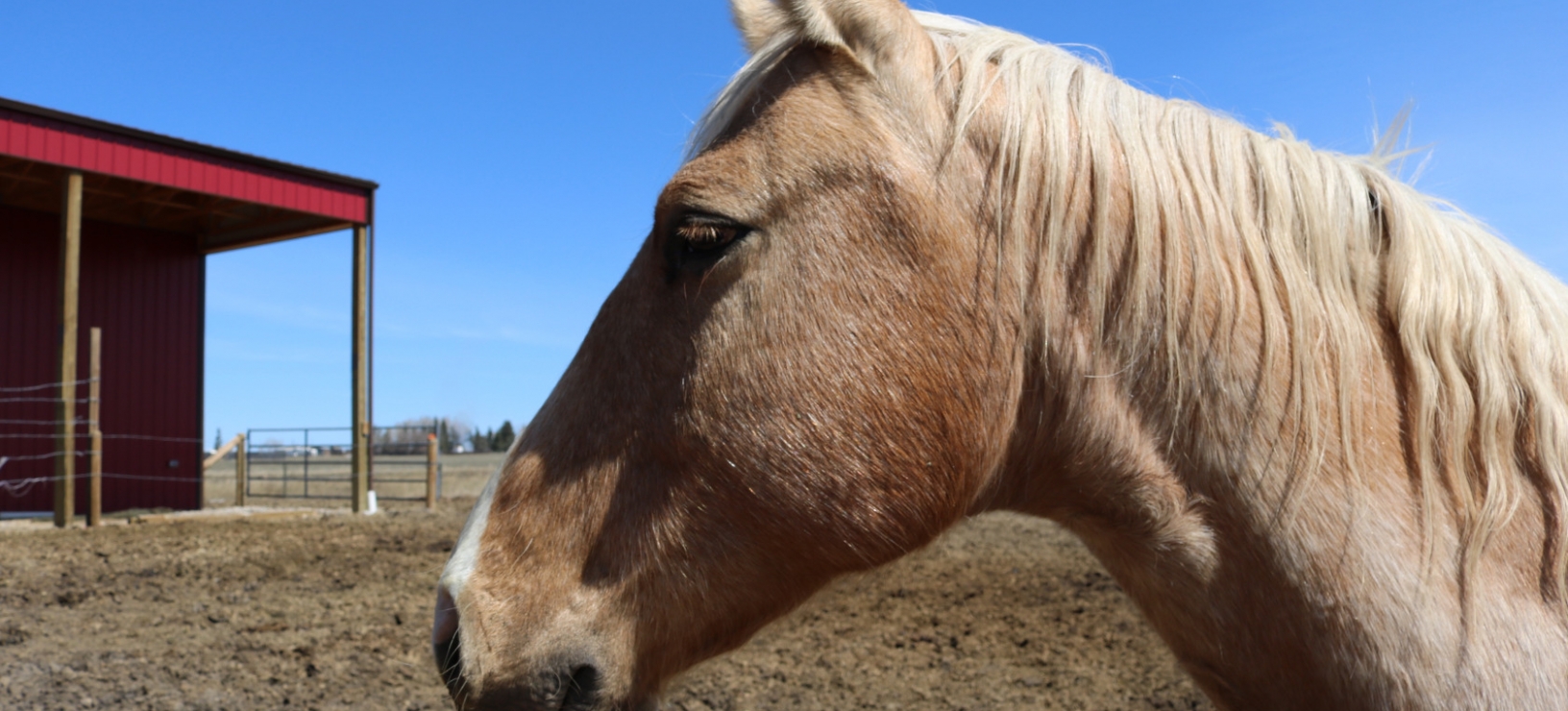 Horses Have the Right to Think For Themselves. w/ Doug Walsh - Natural Horsemanship Trainer