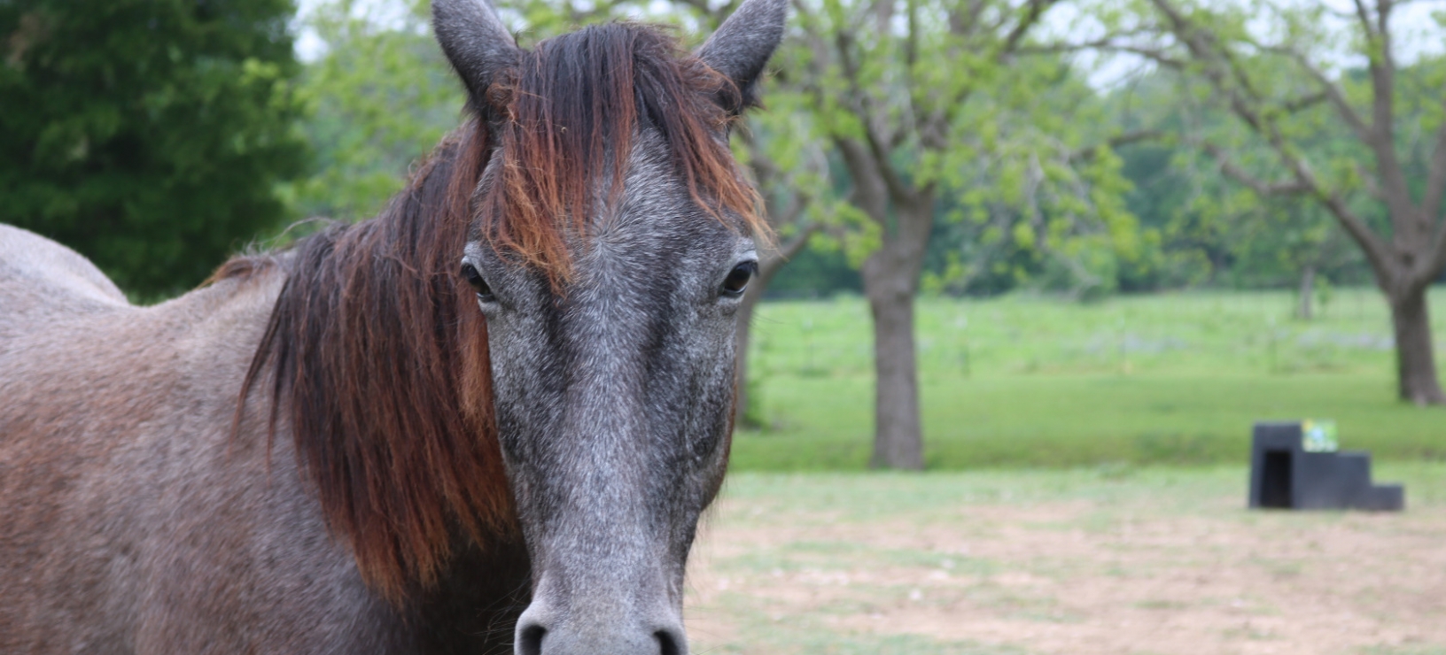 How to Build a Relationship Through Space With Our Horses w/ Mary Anderson @ Huckleberry Hollows