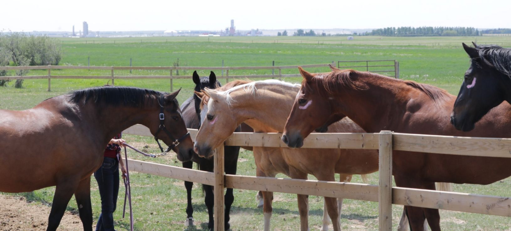 Equine Connection & Equine Guelph Part 1