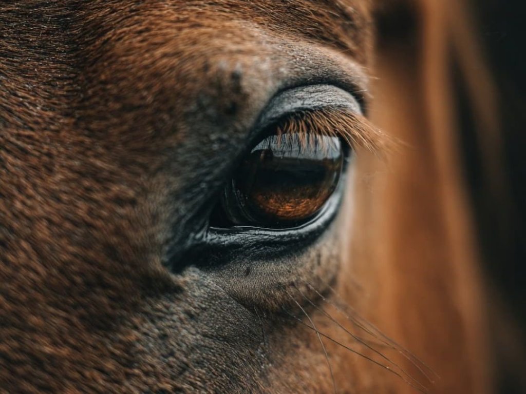 Communication Is Everything - both with humans and with horses.