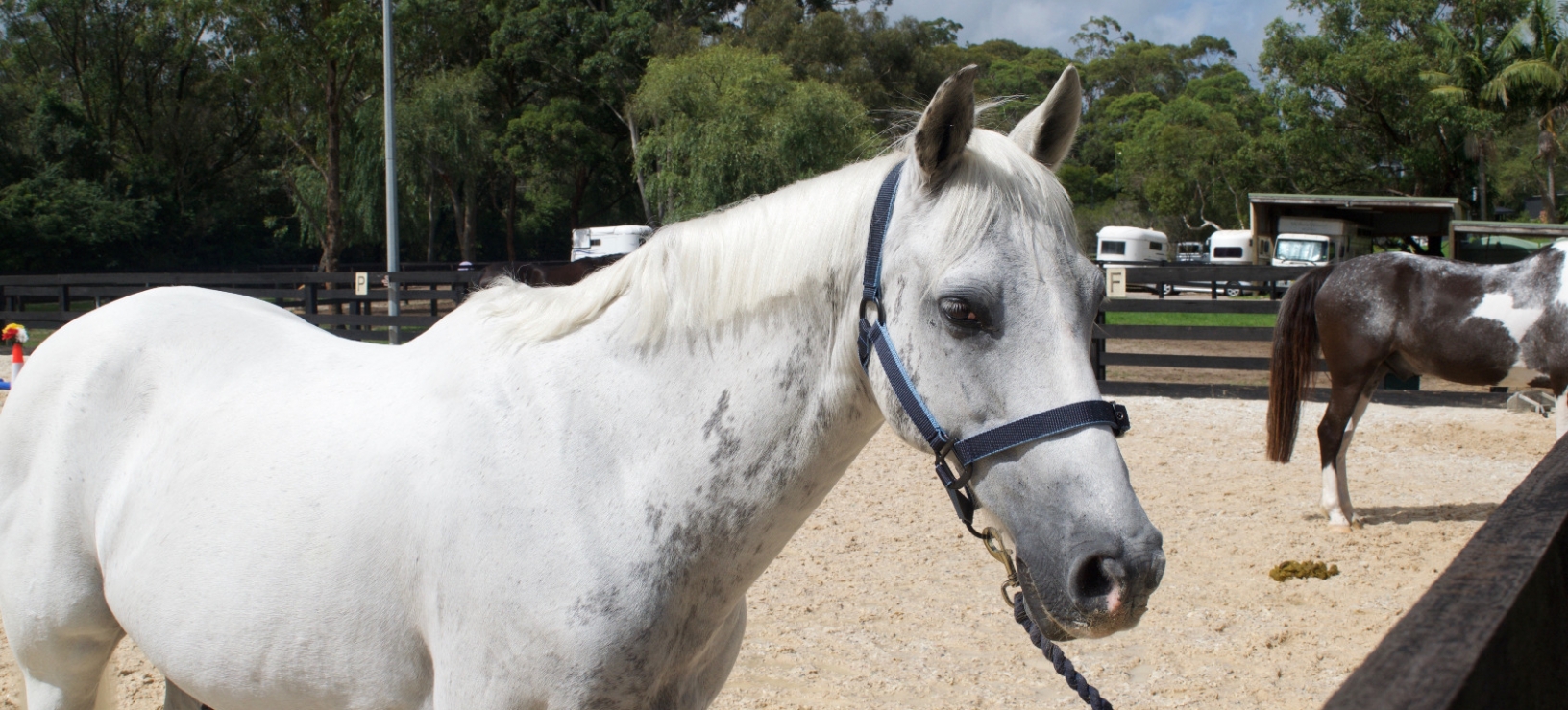 The Horse Welfare Series