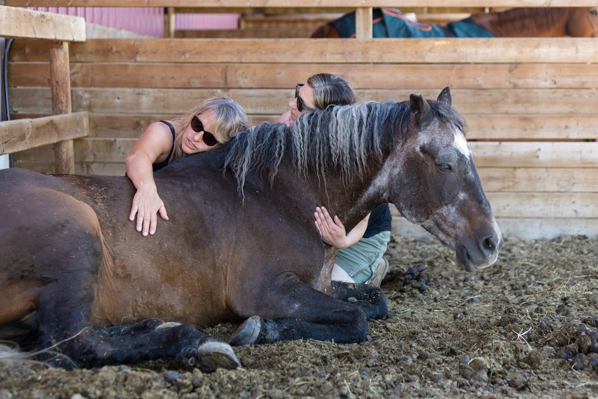 The Horse Is Not A Product