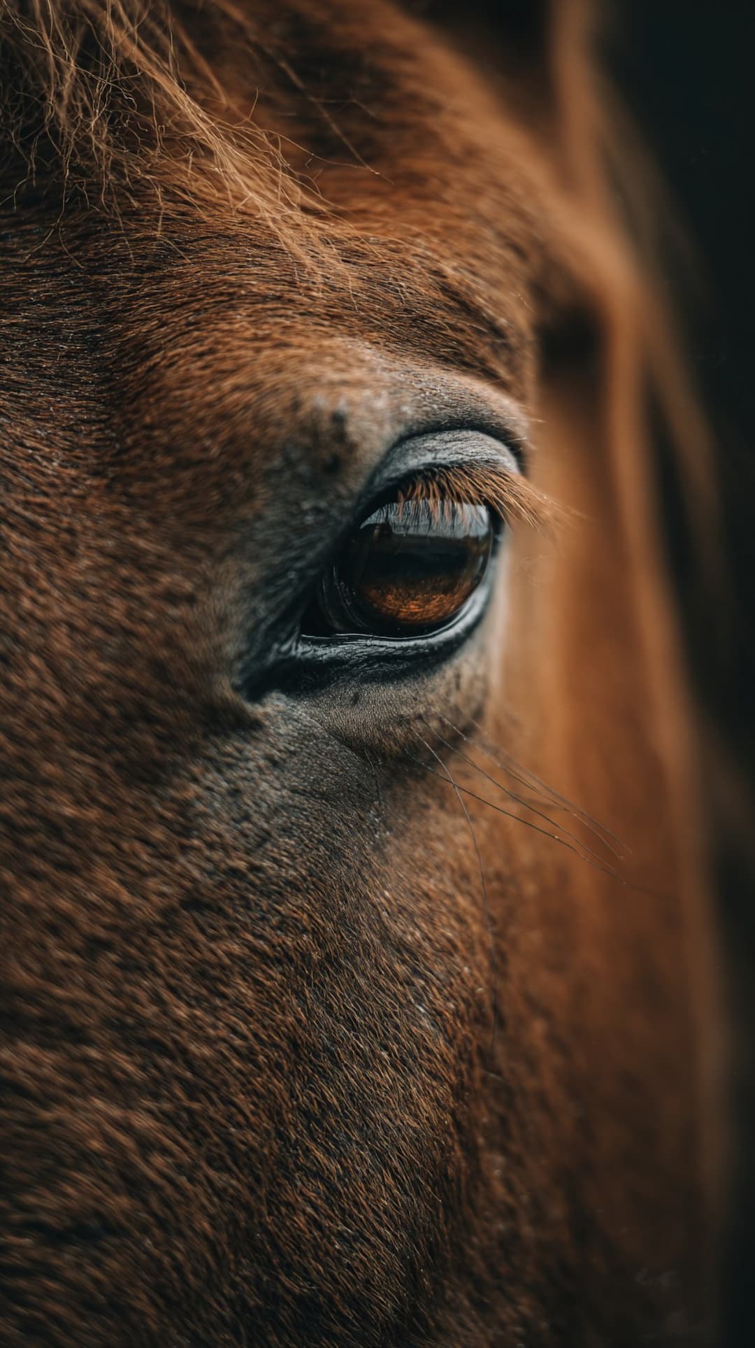 Communication Is Everything - both with humans and with horses.