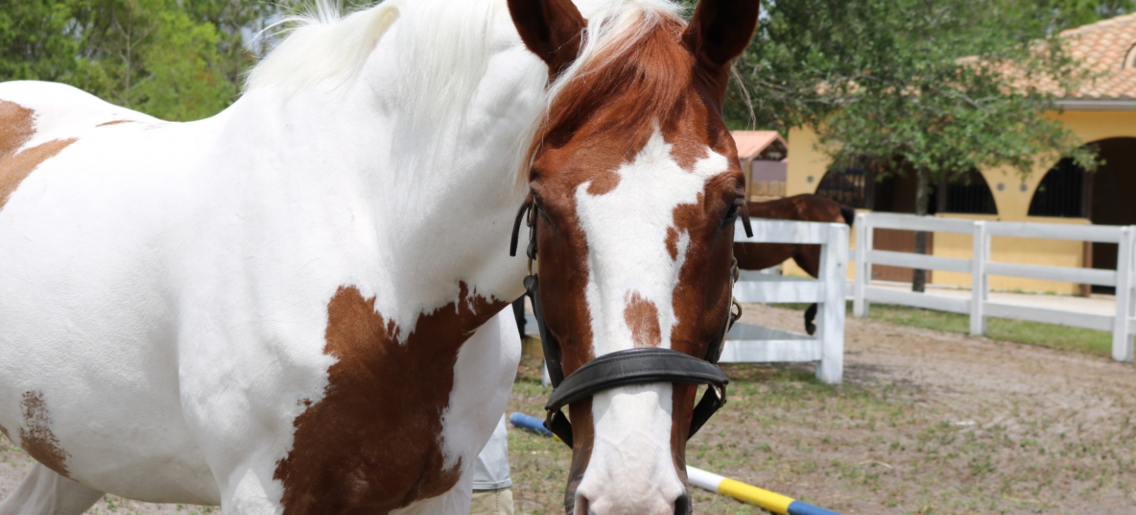 An Invitation to Deeper Partnership with Your Horse with Leah Dyck: Equus Attuned